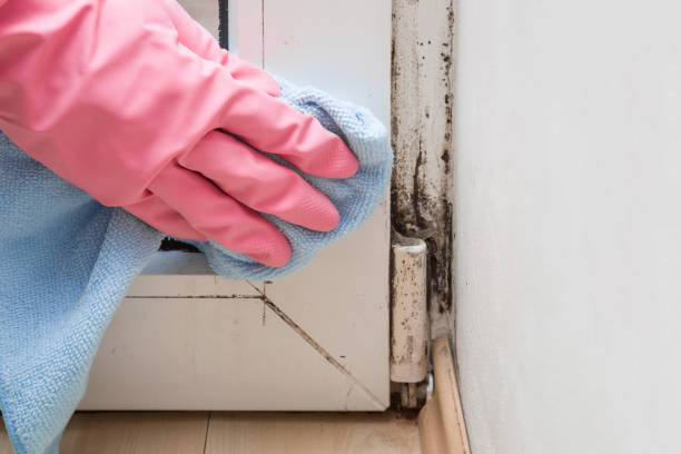 Cosmopolis, WA Mold Removal Company